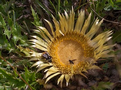 Silvertistel (Carlina acaulis) 1825 möh