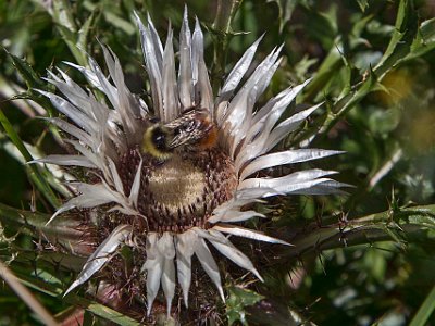 Silvertistel (Carlina acaulis) 2093 möh Silvertistel är en flerårig, lågväxt ört som har alla blad samlade i en rosett, blommar i juli-augusti. Blomkorgen är stor, upp till sju centimeter bred och...