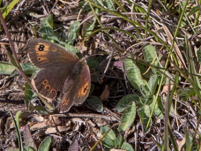 Skogsgräsfjäril (Erebia ligea) hona 2140 möh