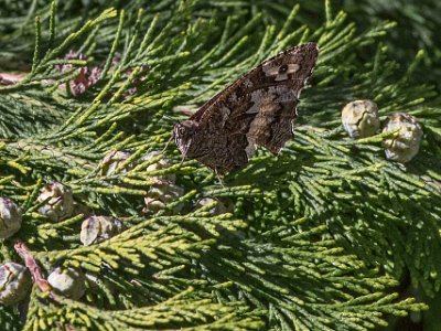 Vitbandad gräsfjäril (Hipparchia briseis)