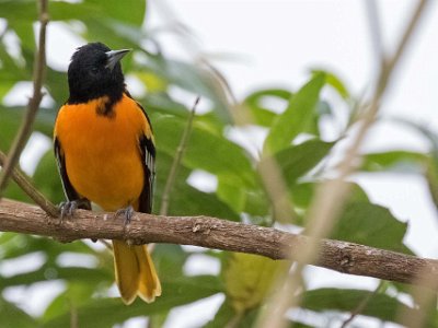 Baltimore Oriole Baltimore Oriole i Chinchona.