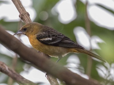 Baltimore Oriole Baltimore Oriole i Chinchona.