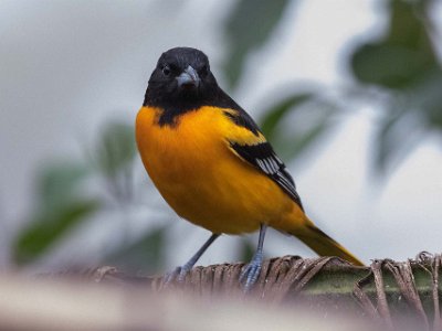 Baltimore Orile Baltimore Oriole i Chinchona