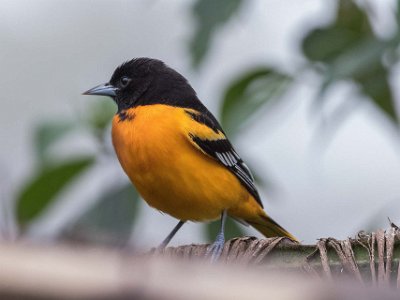 Baltimore Orile Baltimore Oriole i Chinchona