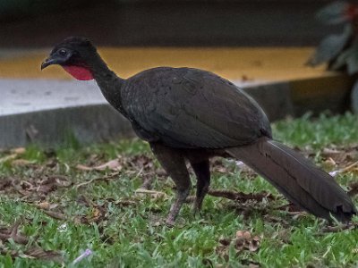Crested Guan Crested Guan i La Selva