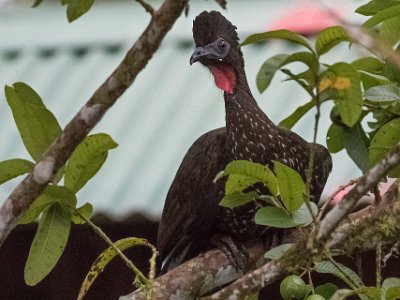 Crested Guan Crested Guan i La Selva