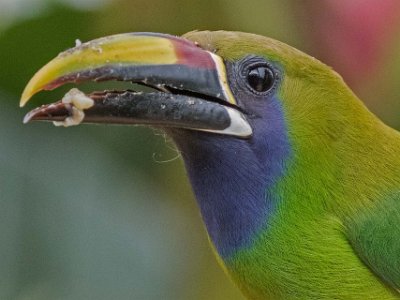 Emerald Toucanet Emerald Toucanet i Chinchona.