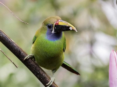Emerald Toucanet Emerald Toucanet i Chinchona.