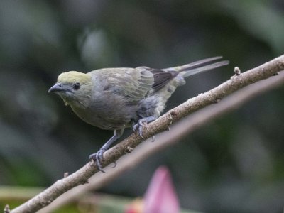 Palm Tanager Palm Tanager i Chinchona