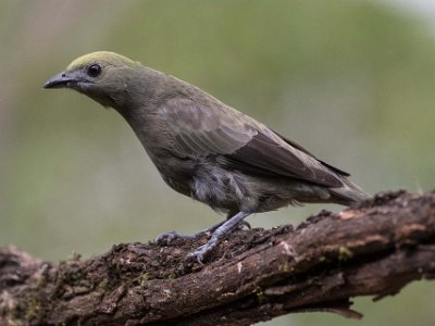 Palm Tanager 170124209