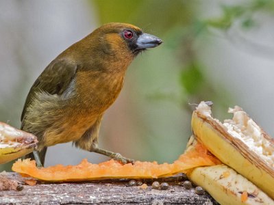 Passerninis Tanager Passerinis Tanager (hona) i Chinchona.
