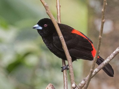Passerinis Tanager Passerinis/Cherries Tanager i Chinchona.