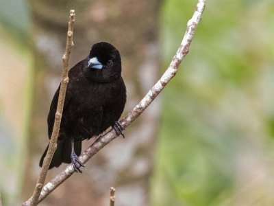 Passerinis Tanager Passerinis /Cherries Tanager i Chinchona.