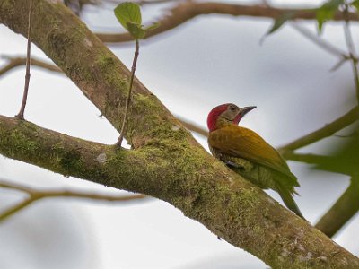 Rufous-winged Woodpecker Rufoues-winged Woodpecker i Chinchona