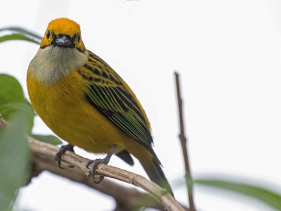 Silver-throated Tanager Silver-throated Tanager i Chinchona