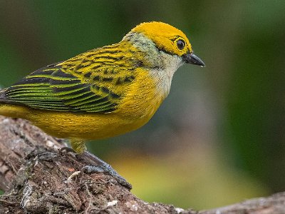 Silver-throated Tanager Silver-throated Tanager i Chinchona