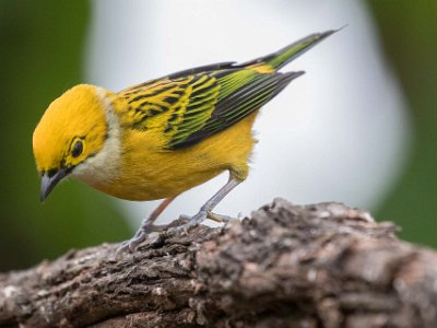 Silver-throated Tanager Silver-throated Tanager i Chinchona