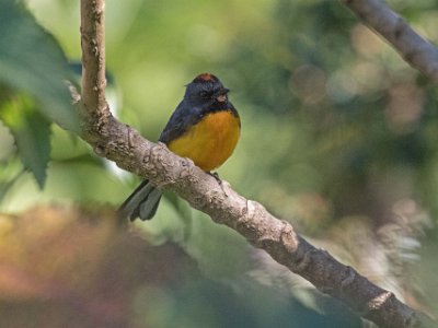 Slate Throated redstart Slate Throated redstart i Vulcan Poas-området.