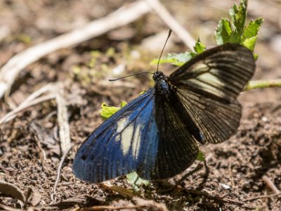 Praktfjäril Praktfjäril (Heliconius cydno) i skogen ovan Savegre Lodge.