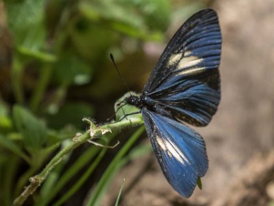Praktfjäril Praktfjäril (Heliconius cydno) i skogen ovan Savegre Lodge.