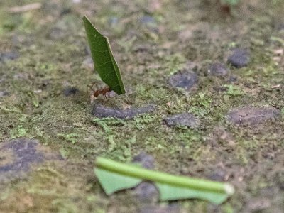 Bladskärarmyra Bladskärarmyra i La Selva