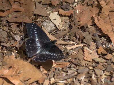 Praktfjäril Praktfjäril (Heliconius cydno) i skogen ovan Savegre Lodge.