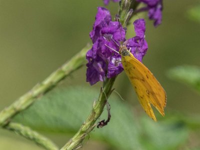 Orange Sulphur Orange Sulphur (Colias eurytheme).