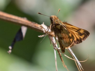 Fiery Skipper Fiery Skipper (tjockhuvud) (Hylephila phyleus) i skogen ovan Savegre Lodge.