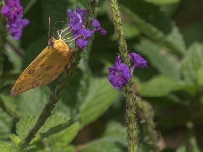 Orange Sulphur Orange Sulphur (Colias eurytheme). i skogen ovan Arenal Observatory lodge.