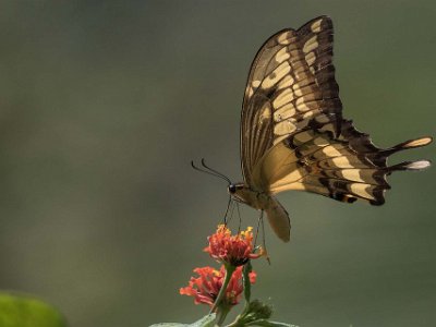 Papillio thoas vid Cerro Loidge Papilio thoas, även kallad Thoas swallowtail, tillhör familjen Papilionidae. Plåtad vid Cerro Lodge.