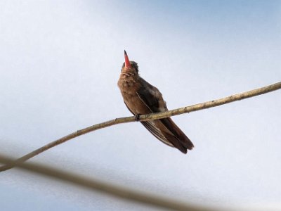 Cinnamon Hummingbird Cinnamon Hummingbird i Carara nationalpark.
