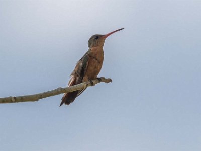 Cinnamon Hummingbird Cinnamon Hummingbird i Carara nationalpark.