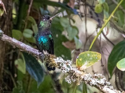 Fiery-throated Hummingbird Kolibri, Fiery-throated Hummingbird, vid La Georgina nedanför Cerro de la Muerto.