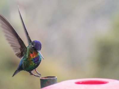 Fiery-throated Hummingbird Kolibri, Fiery-throated Hummingbird, vid La Georgina.