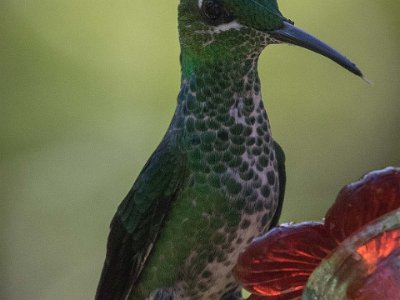 Green-crowned Brillant Kolibri, Green-crowned Brillant, hona.
