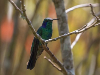 Lesser Violetear Kolibri, Lesser Violetear, i Chinchona.