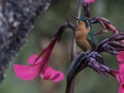 Purpel-throated Mountain-gem Kolibri, Purpel-throated Mountain-gem, i La Amistad