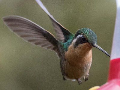 Purpel-throated Mountain-gemKolibri Kolibri, Purpel-throated Mountain-gem, i La Amistad