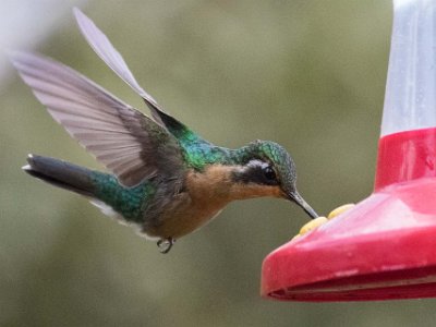 Purpel-throated Mountain-gemKolibri Kolibri, Purpel-throated Mountain-gem, i La Amistad