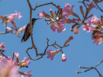 Kolibri Kolibri i Colorado