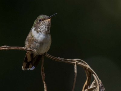 Scintillant Hummingbird Kolibri, Scintillant Hummingbird, vid Quetsals Paradise.