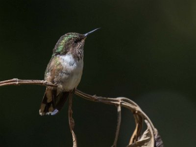 Scintillant Hummingbird Kolibri, Scintillant Hummingbird, vid Quetsals Paradise.