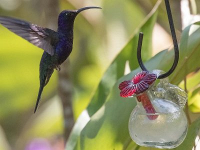 Violet sabrewing Kolibri, Violet sabrewing, hane, i Chinchona.