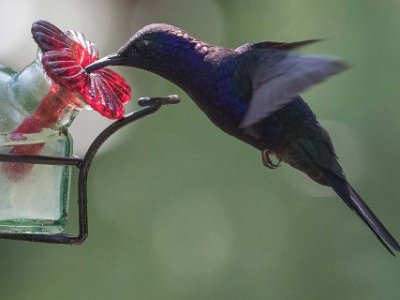 Violet sabrewing Kolibri, Violet sabrewing, hane, i Chinchona.