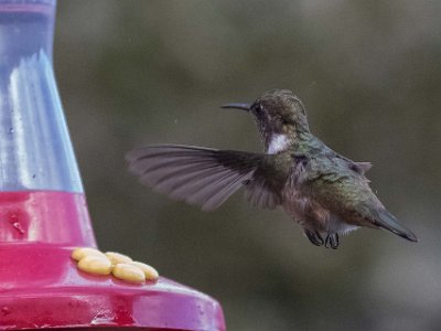 Kolibri Kolibri i La Amistad