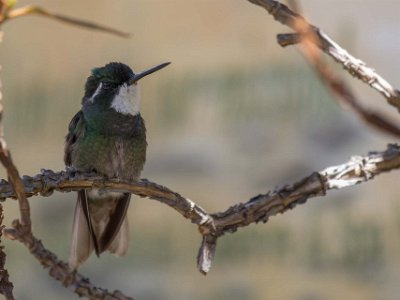 White-throated Mountain-gem Kolibri, White-throated Mountain-gem vid Savegre Lodge