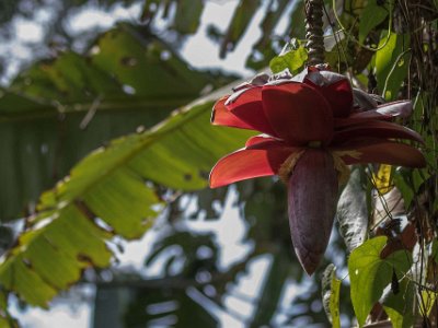 Bananblomma Bananblomma i Carara nationalpark.