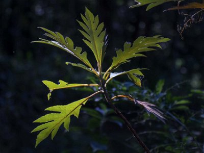 Bladverk Bladverk i regnskogen ovan Coto Brus Camp.