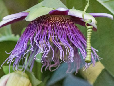 Doftpassiosnblomma Doftpassionsblomma (Passiflora alata). Den odlas kommersiellt för sina frukter. Arten är en mångformig, storväxt lian (Wikipedia).