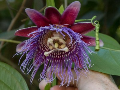 Doftpassionsblomma Doftpassionsblomma (Passiflora alata). Den odlas kommersiellt för sina frukter. Arten är en mångformig, storväxt lian (Wikipedia).